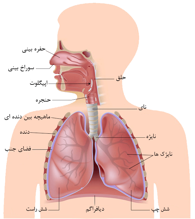 بهداشت دستگاه تنفس،عطار ایرانی