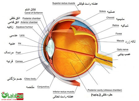 بهداشت چشم،عطار ایرانی،Atarirani