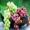 خواص درمانی و تغذیه ای انگور در طب سنتی